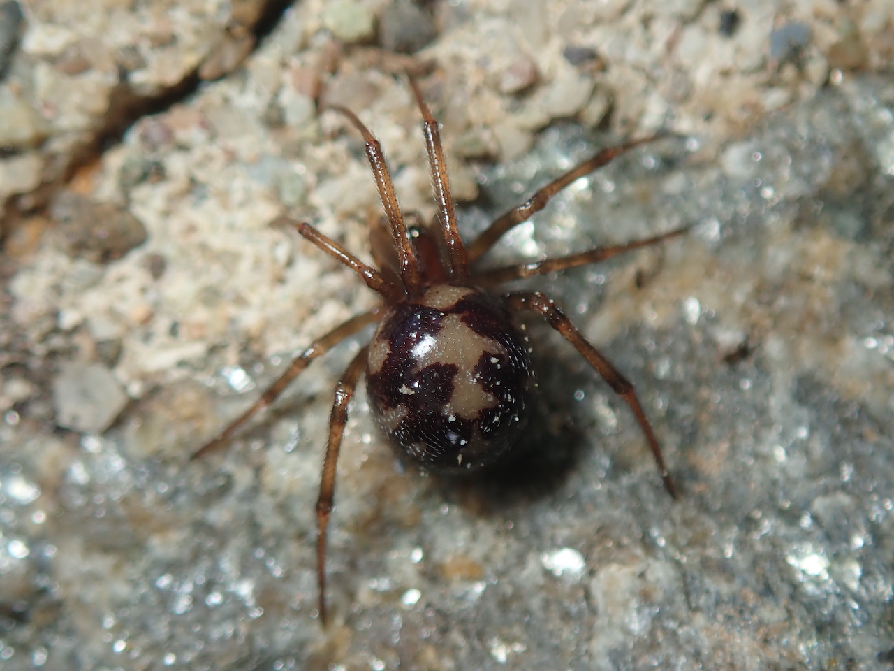 Steatoda triangulosa Steatoda triangulosa